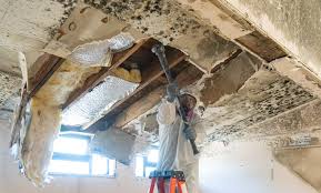 Best Water Damage & Mold Remediation  in Avondale, LA